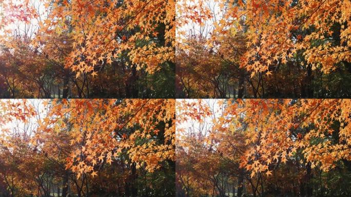 金色枫叶在风中摇曳的特写镜头，枫林背景，4k慢动作镜头，背光效果。