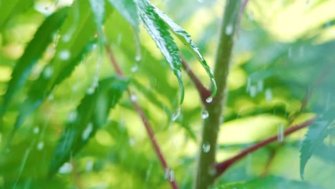 植物的绿叶因水滴而挥舞。慢动作雨滴在雨中从绿叶蕨类植物中滴落。平静放松的冥想平静的背景。