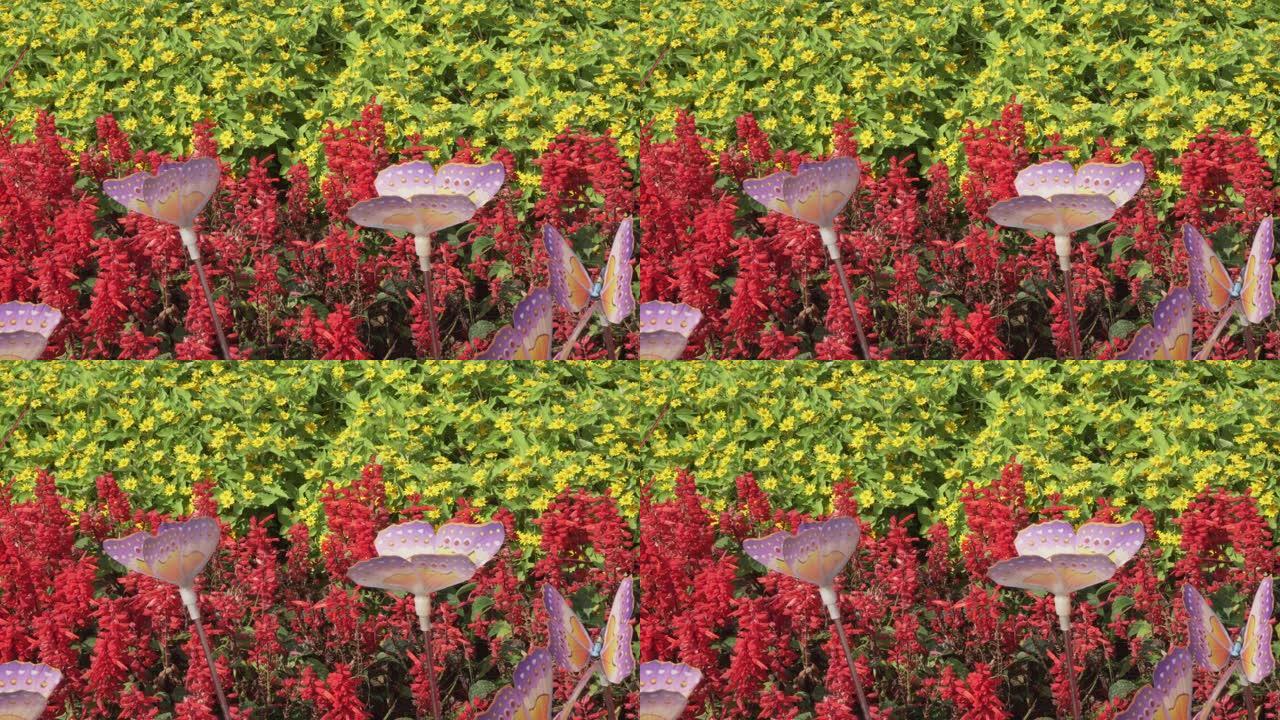 盛开的红色丹参辉煌猩红色热带鼠尾草和小黄星花印度尼西亚每日田野园艺