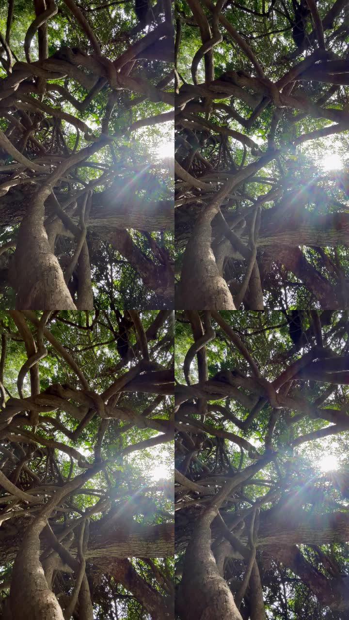 弯曲缠结的藤本植物和树枝，带有明亮的阳光光束背光相机运动。在毛里求斯岛内旅行。异国他乡旅行大自然中的