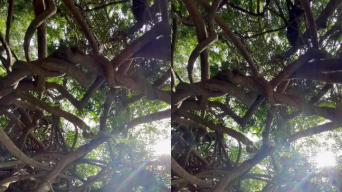 弯曲缠结的藤本植物和树枝，带有明亮的阳光光束背光相机运动。在毛里求斯岛内旅行。异国他乡旅行大自然中的