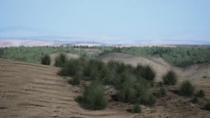 沙漠里有一些草