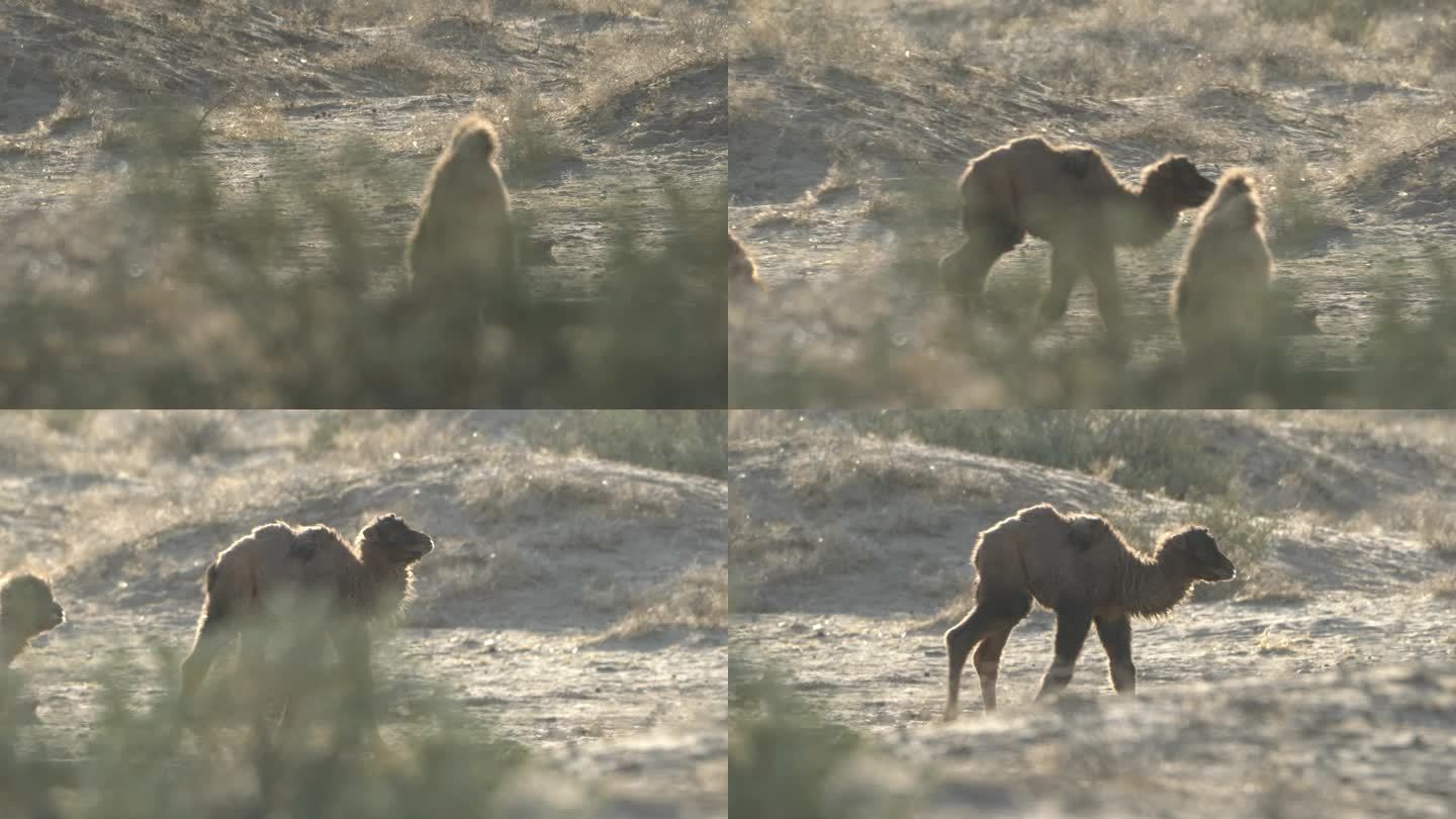 小骆驼找妈妈
