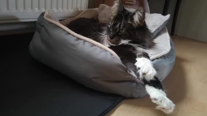 亲爱的蓬松的缅因库恩猫躺在床上，伸出爪子