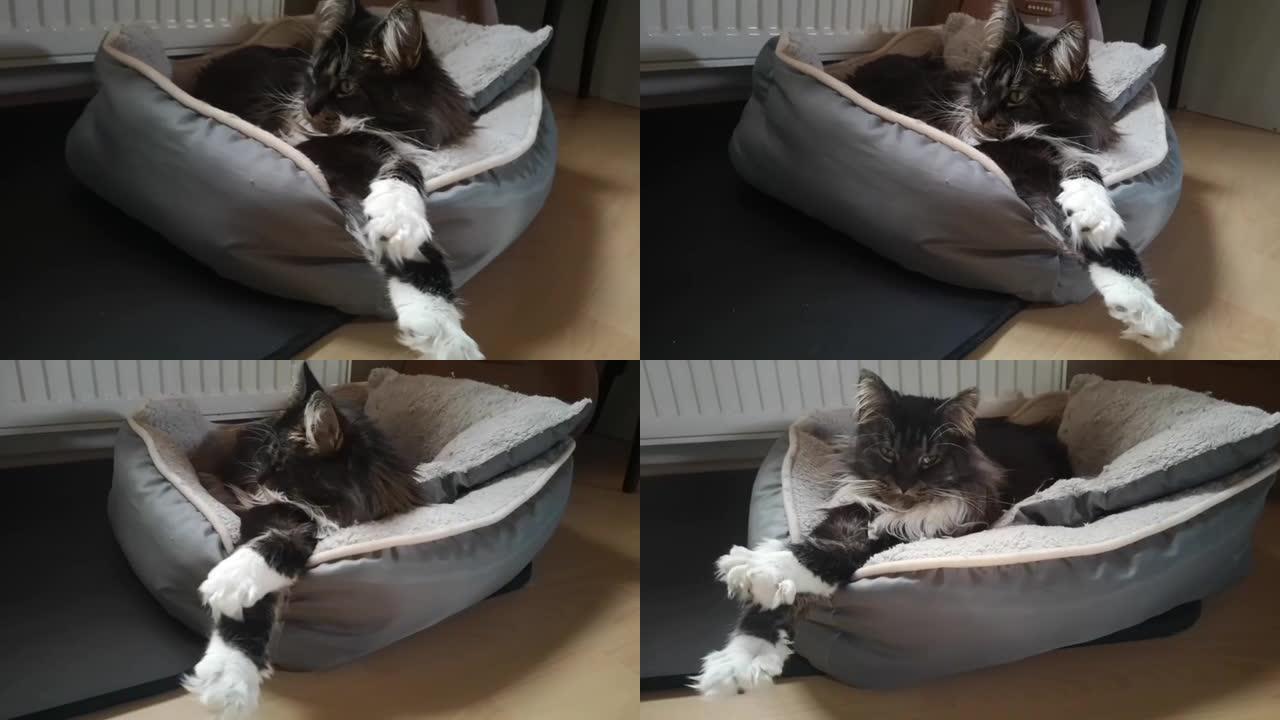 亲爱的蓬松的缅因库恩猫躺在床上，伸出爪子