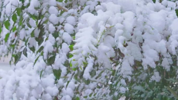 雪在东京市的树木上猛烈落下