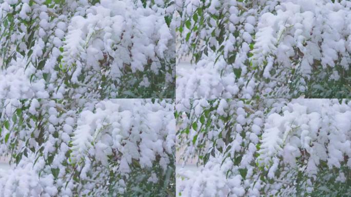 雪在东京市的树木上猛烈落下