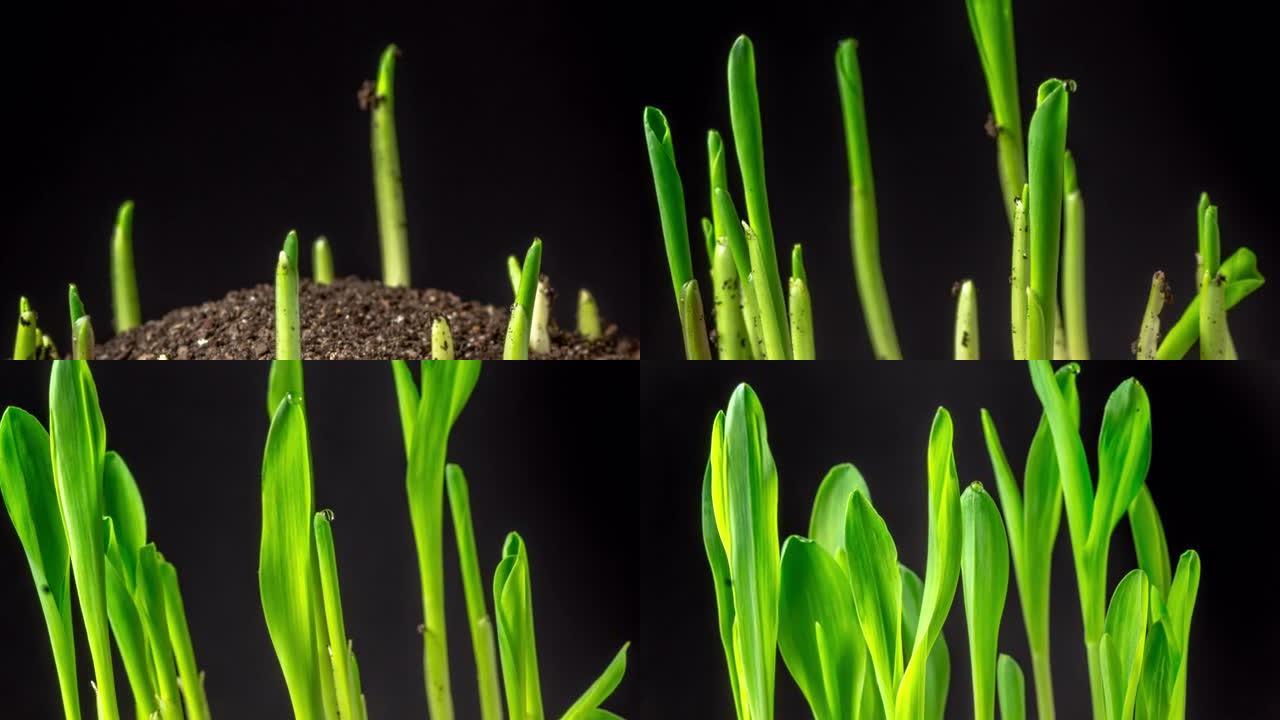 玉米在黑色背景下从地球上生长，延时视频4k分辨率剪辑。玉米的叶子长在镜头前。播种玉米种子。