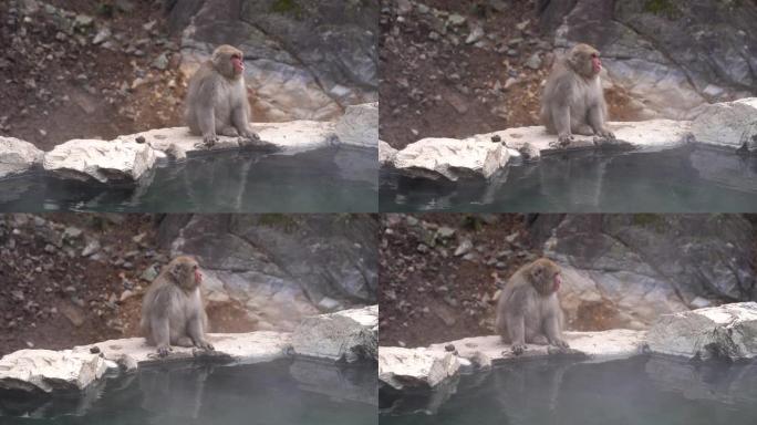 日本地高谷猴园看温泉的雪猴特写