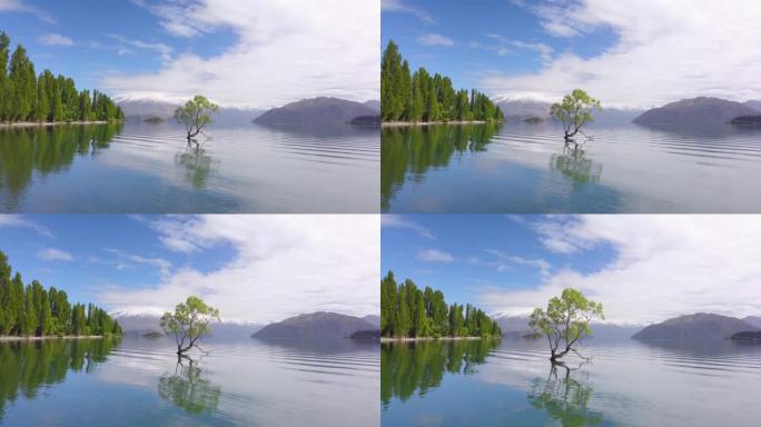 无人机拍摄了新西兰奥塔哥市瓦纳卡湖中部的瓦纳卡树