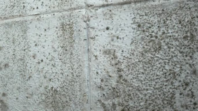 女人正在家里清理墙上生长的大量黑霉菌。潮湿问题概念。窗户上的冷凝物。
