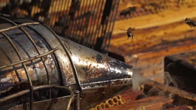 收获蜂蜜。养蜂人使用烟雾