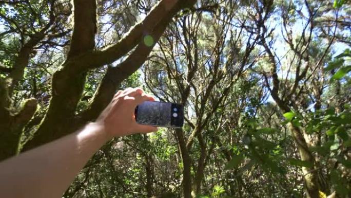 以4k慢动作60fps拍摄戈梅拉岛古月桂树森林的皮塔雷