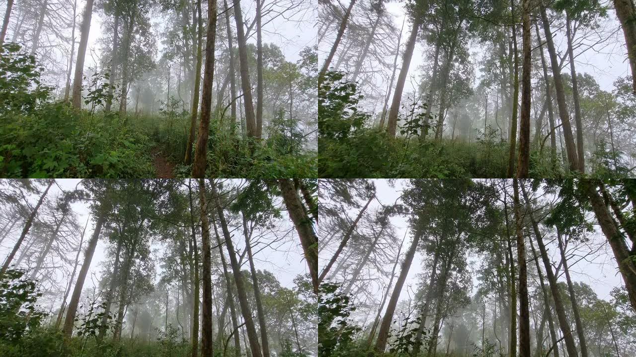 薄雾中的雨林薄雾中的雨林森林