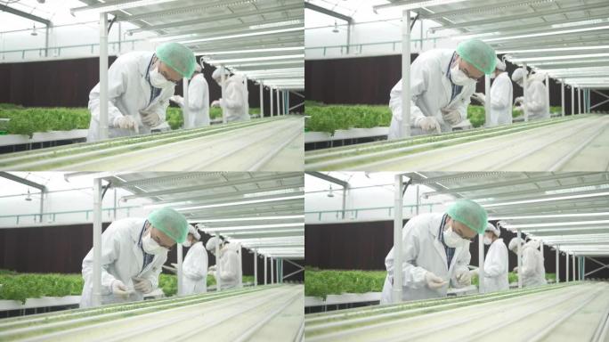 科学家在疏水蔬菜农场工作。