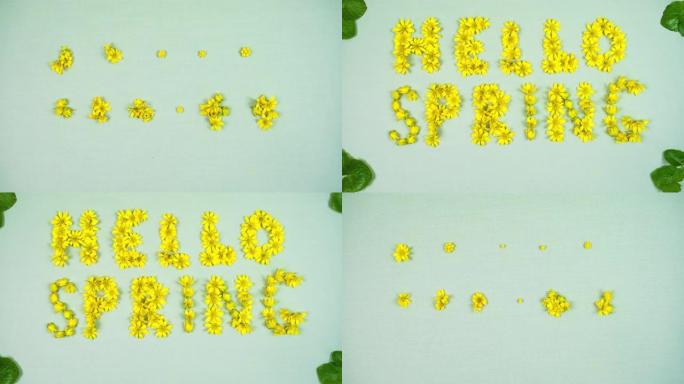 4k在浅绿色的织物背景上，出现了黄色的小球，并变成了春天的毛茛花，形成了 “你好春天” 的字样。