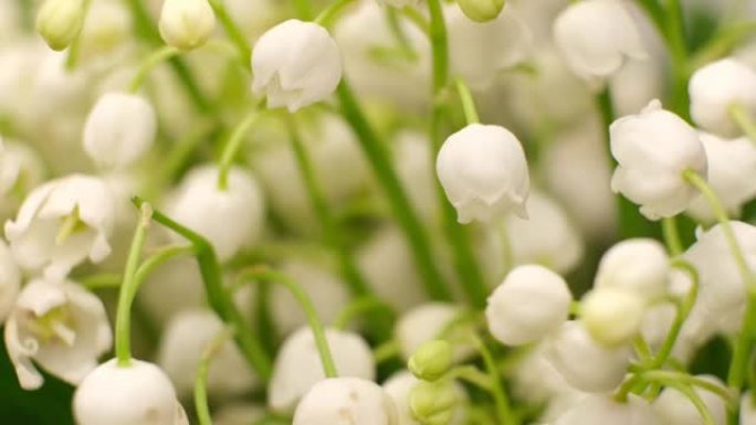 山谷的新鲜白色muguet。山谷百合花宏观4k视频。脱离焦点