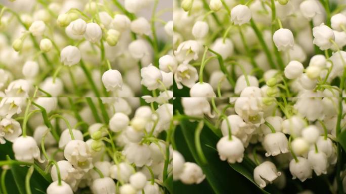 山谷的新鲜白色muguet。山谷百合花宏观4k视频。脱离焦点