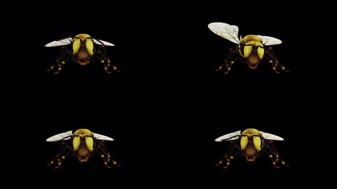 蜜蜂前视图