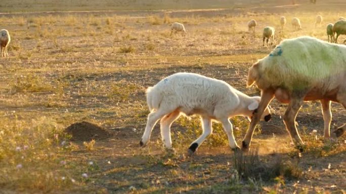 一只新生的羔羊在放牧，一只白母羊，一只白羔羊在田间放牧