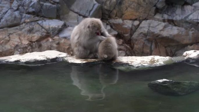 日本地高谷猴子公园一只母猴在温泉旁边休息的可爱场景