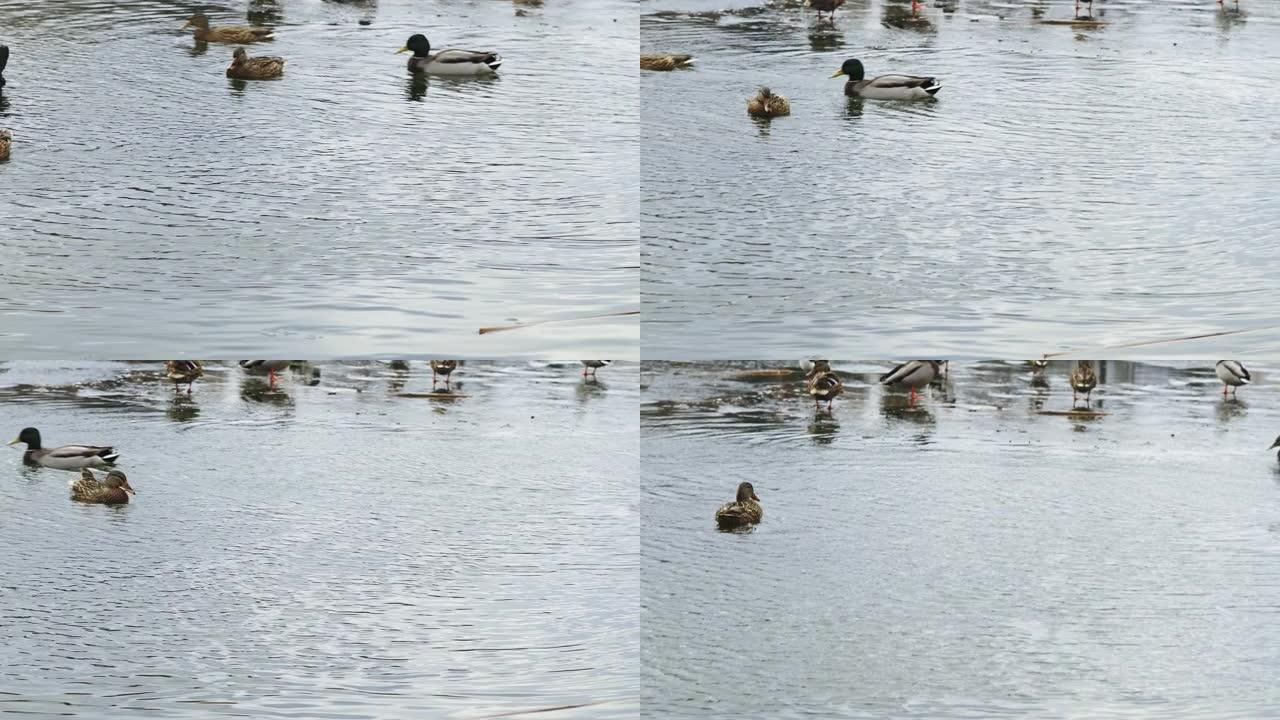 一群野鸭在一个冬天的湖里游泳。冬天鸭子在湖上游泳，一群鸭子准备飞往温暖的国家，野鸭在温暖的池塘里过冬