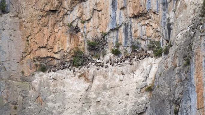 栖息在峡谷上的狮鹫鸟瞰图