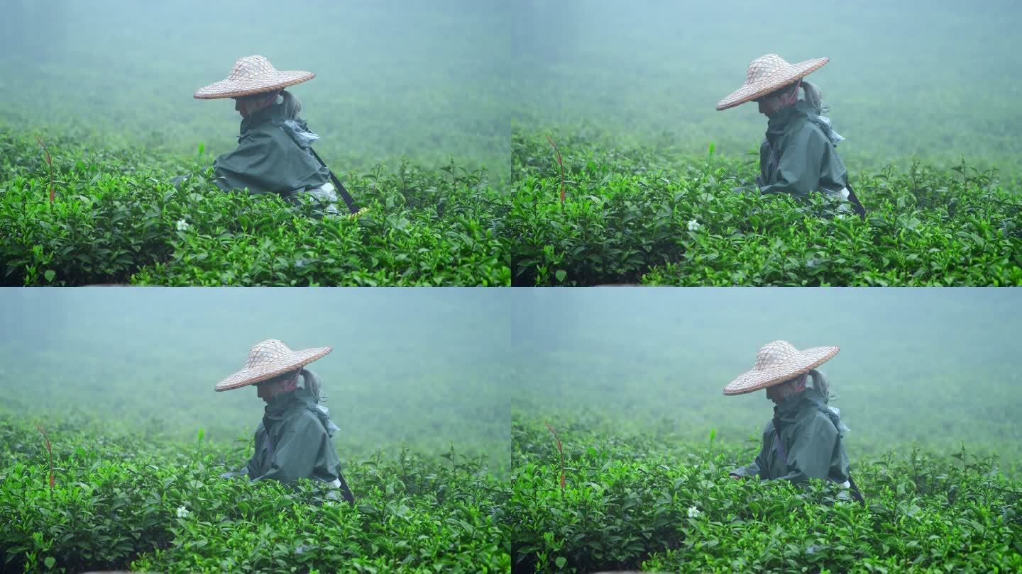 茶农采茶春茶白茶绿茶茶叶毛尖手工茶