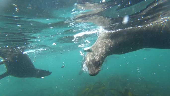 可爱的海豹在海中游泳的水下镜头