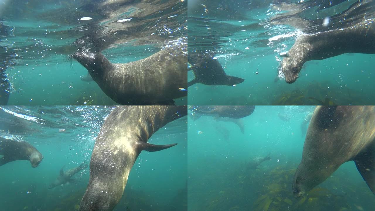 可爱的海豹在海中游泳的水下镜头