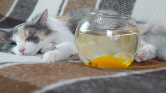 带鱼的家猫。带鱼的家猫