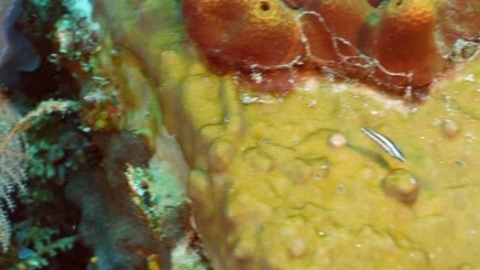 可变镗孔海绵，分支水状，鲨鱼虎皮