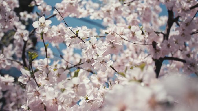 春天三月桃花盛开特写