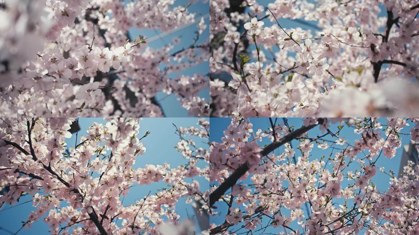 春天三月桃花盛开特写