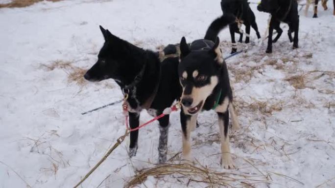 北方雪橇混合犬只在训练后或训练前在冬季停留在雪地上。