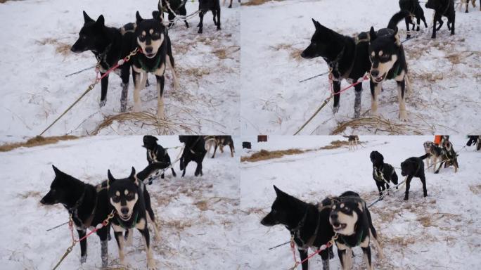 北方雪橇混合犬只在训练后或训练前在冬季停留在雪地上。