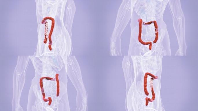 人大肠3D人体3D内脏3D人