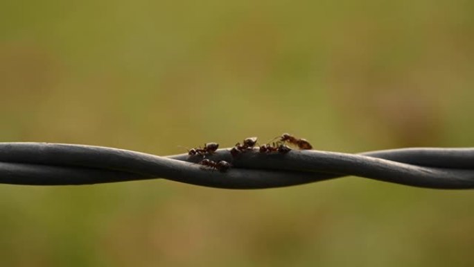 一群蚂蚁爬过铁丝网