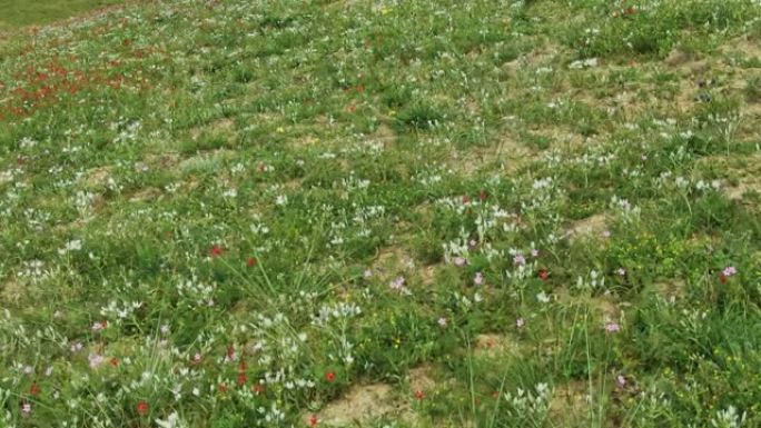 芳香疗法和药物。鸟瞰一片盛开的草地，上面覆盖着五颜六色的春花和草药。醒目的颜色和草药