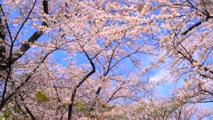 湛蓝的天空下樱花大树仰拍花树枝头