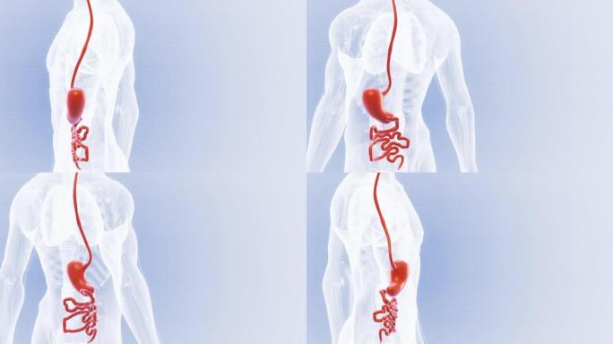 胃人体消化系统人体旋转动画