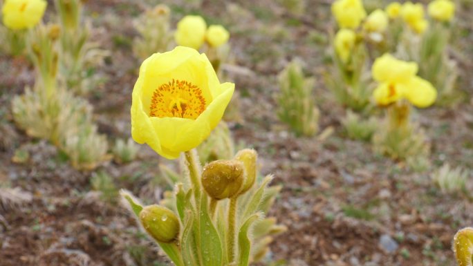 全缘叶绿绒蒿 黄芙蓉 鹿耳菜