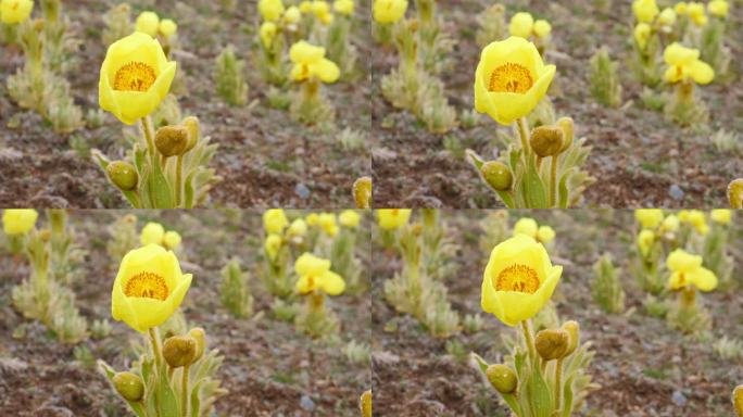 全缘叶绿绒蒿 黄芙蓉 鹿耳菜