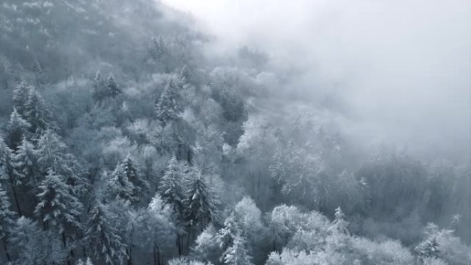 白雪覆盖的树木从上面