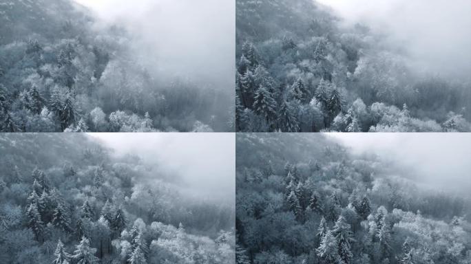 白雪覆盖的树木从上面