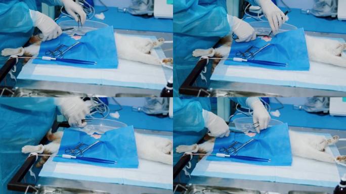 兽医在手术后缝合猫的胃组织