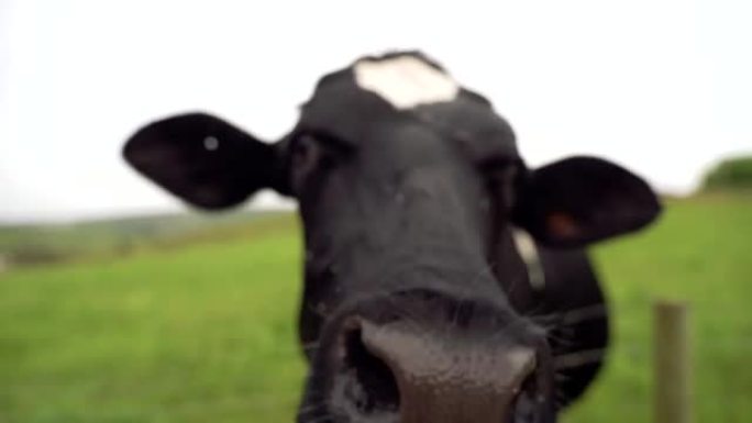 绿色草地上一头母牛的前视图，将其舌头拉出放牧。