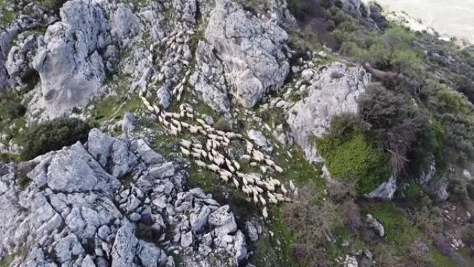 山上的羊群。