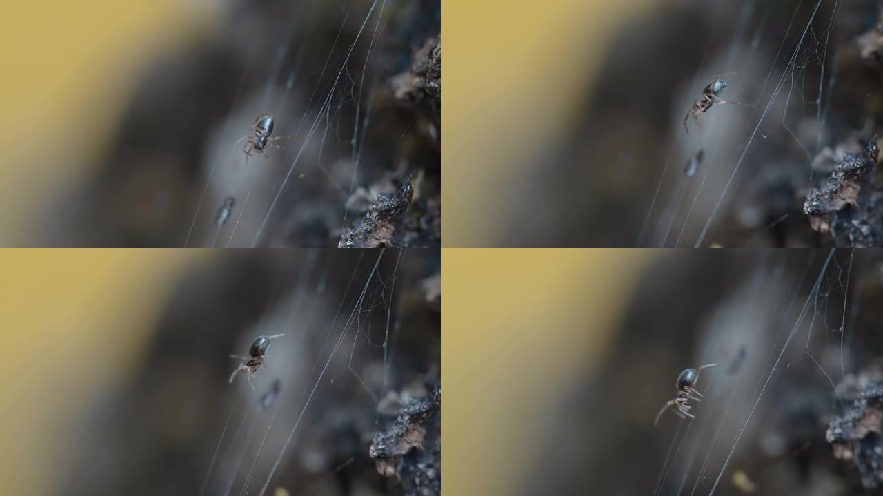 在爱沙尼亚的蜘蛛网上爬行的黑蜘蛛