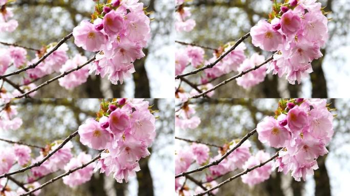 春季粉红色开花树的Slo Mo，特写